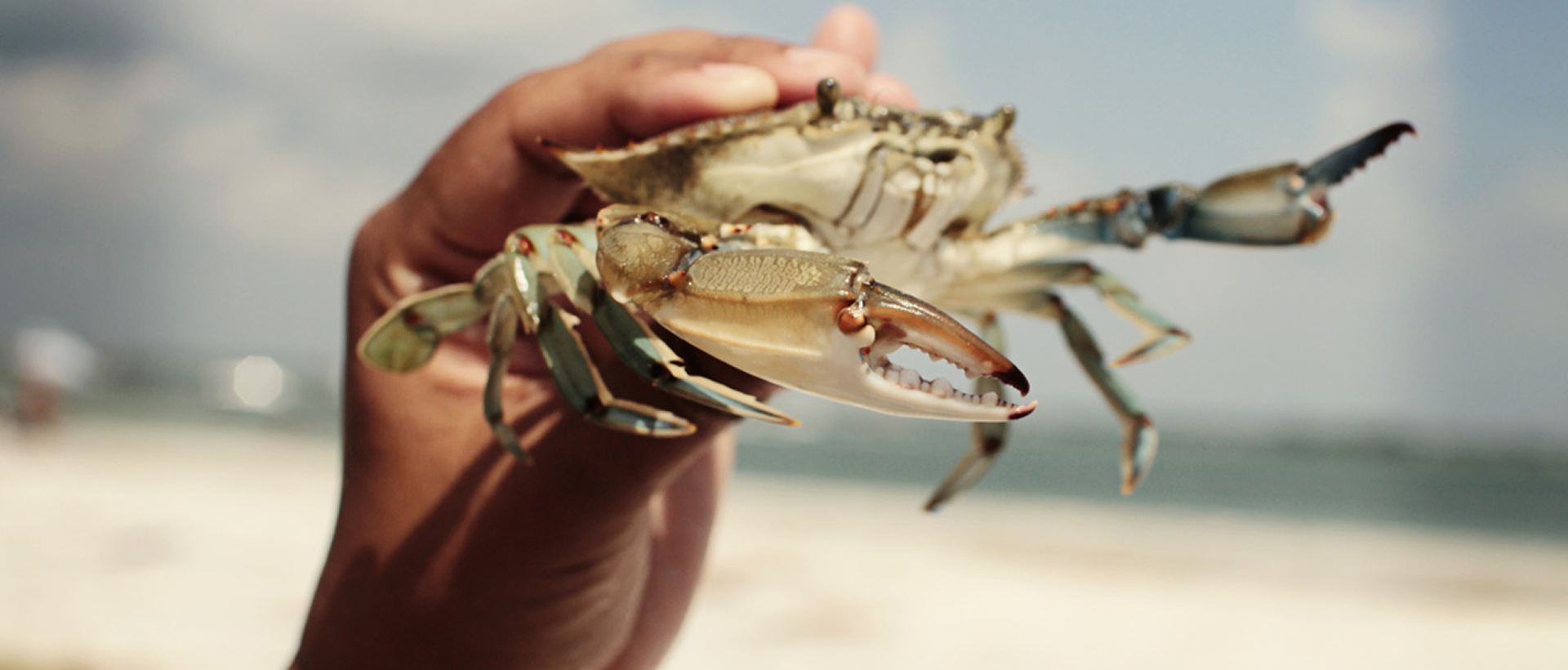 Hand holding a crab on beach.