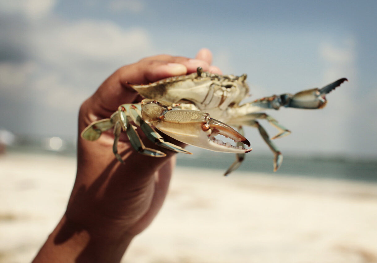 Hand holding a crab on sandy beach.